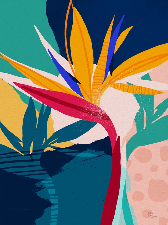 Strelitzia-thumbmail-2