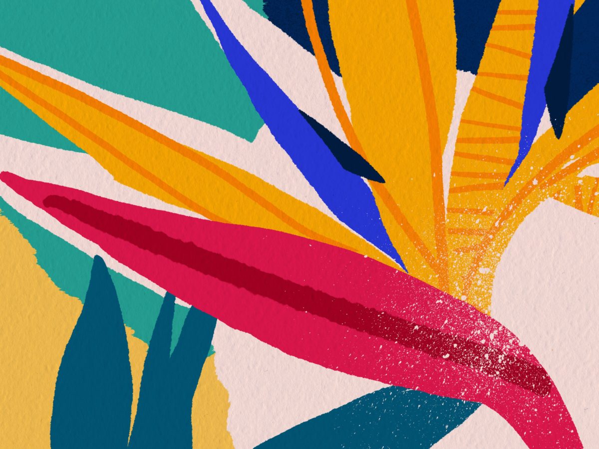 Strelitzia-thumbmail-4